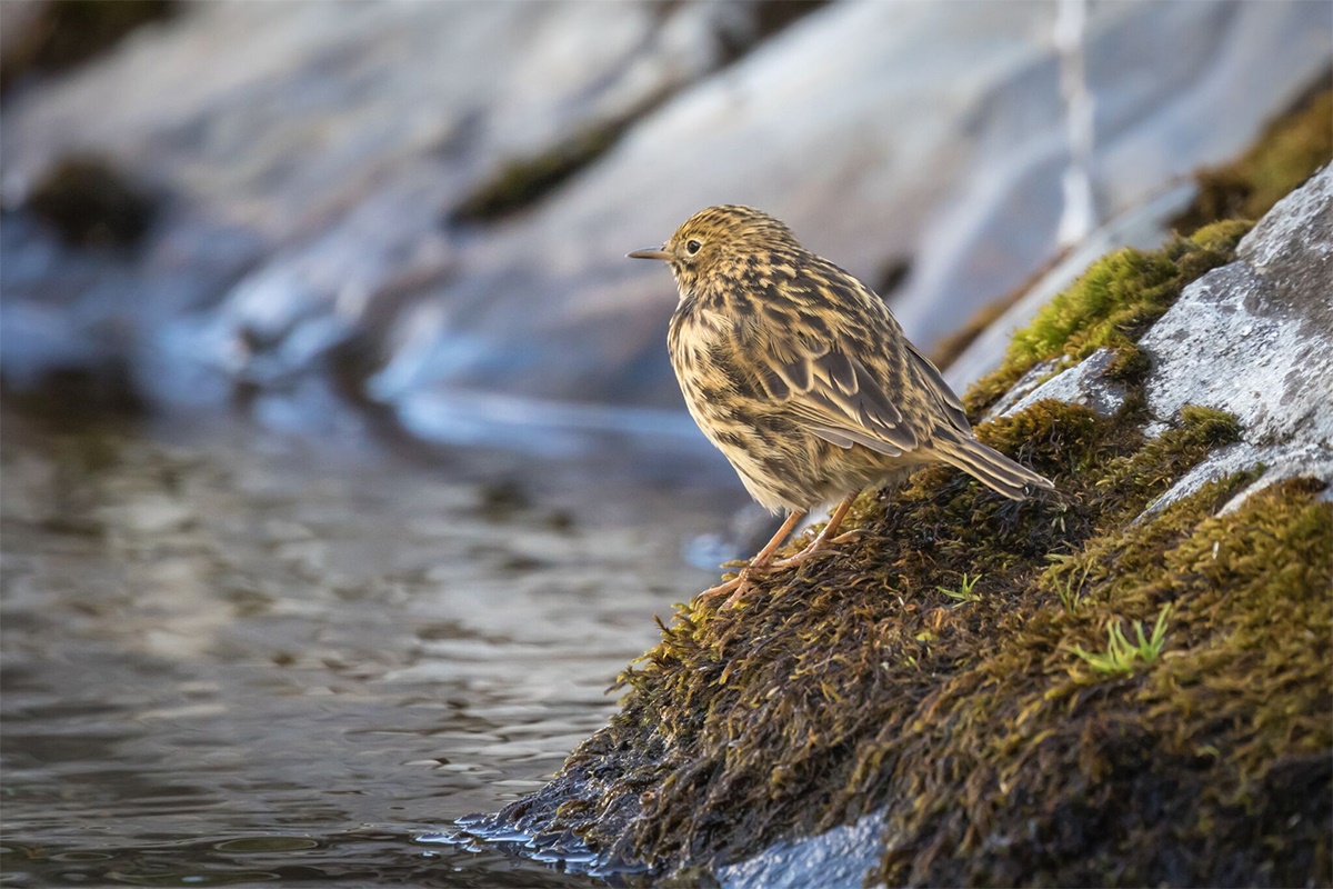 SGHT Monitoring Credit- Oli Prince South Georgia pipit (Anthus antarcticus) – the world’s most southerly songbird. Credit Oli Prince